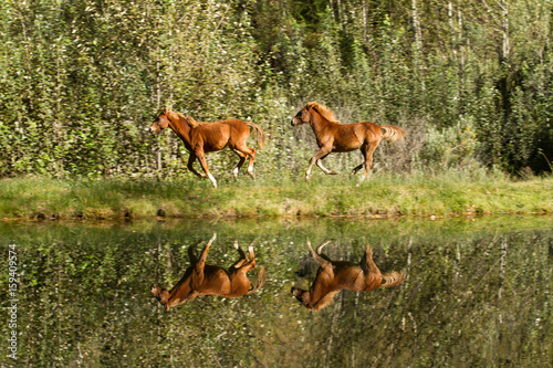 Three chestnut horses running with reflection