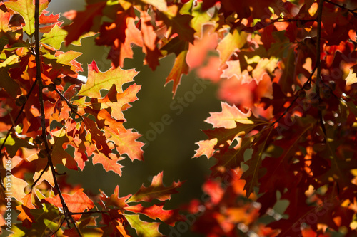 frame of autumn leaves © Igno