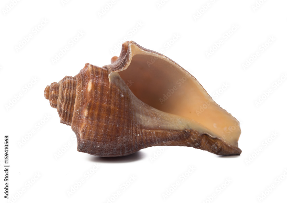 Seashell isolated on white background Seashell isolated on white background