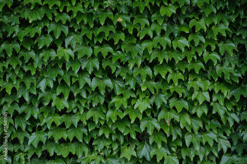 Wallpaper Mural Green ivy on a wall Torontodigital.ca