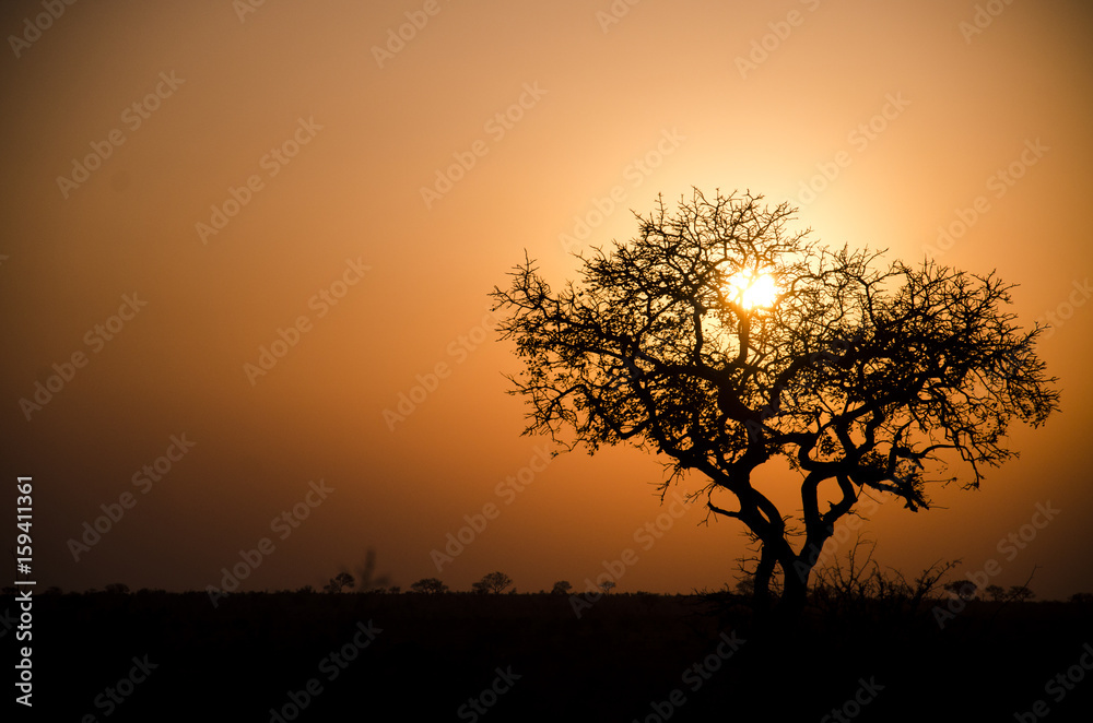 Safari Sunset