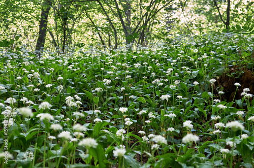Field of meadow flowers in the woodland © sergeyphoto7