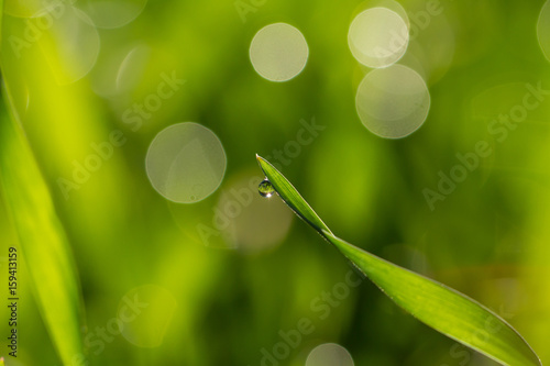 droplet on leaf of grass