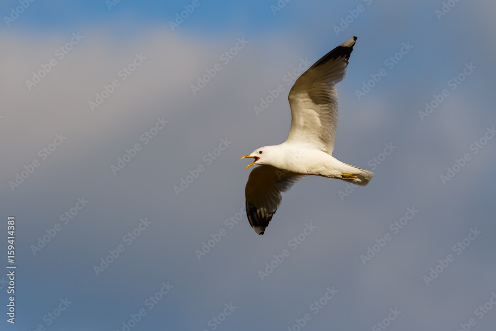 Obraz premium Bird Common Gull fly in the blue sky.