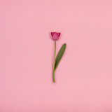 Beautiful tulip on pink paper, top view