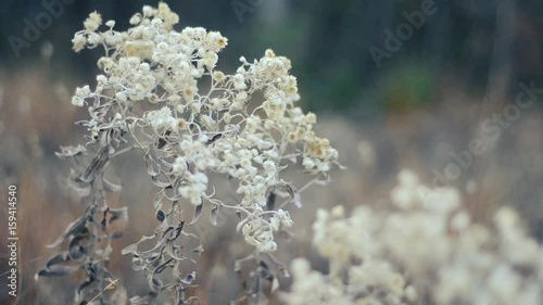 White flowers in calm breeze