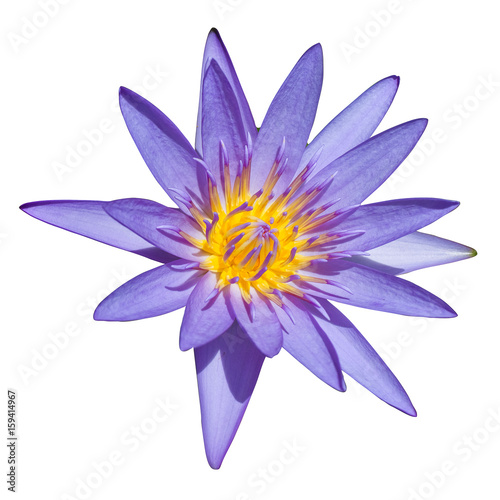 purple lotus isolate