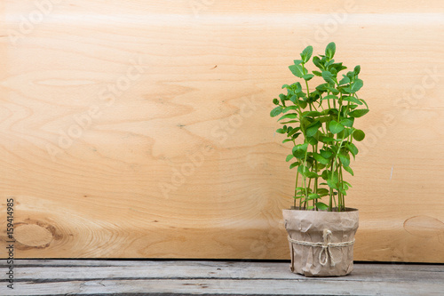 fresh mint in a pot on the wooden background