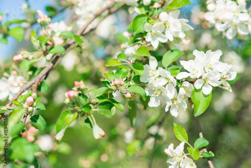 Spring blossom background. Blurred nature backdrop with bokeh. White blooming flowers of fruit trees. Copyspace for text