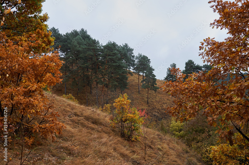 Autumn wild nature. Trees in yellow leaves.