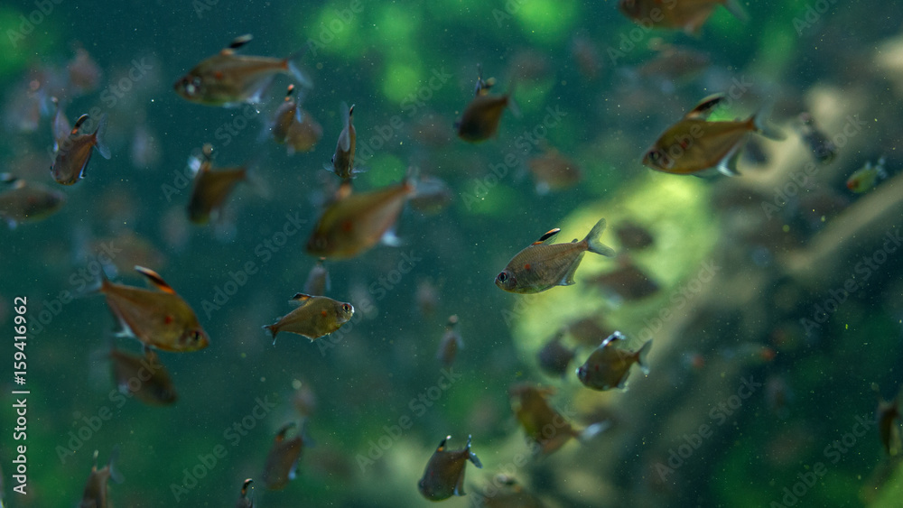 Naklejka premium fish