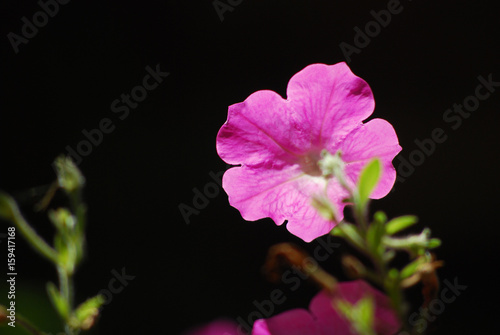 one pink flower in front of black background, close up