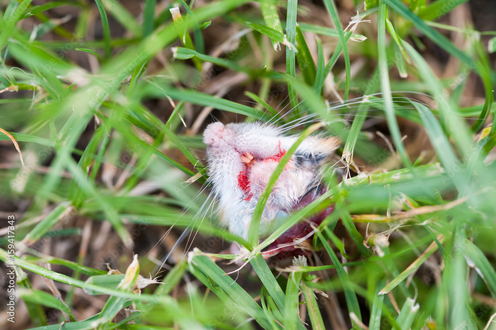 Obraz premium Abgebissener Mäusekopf