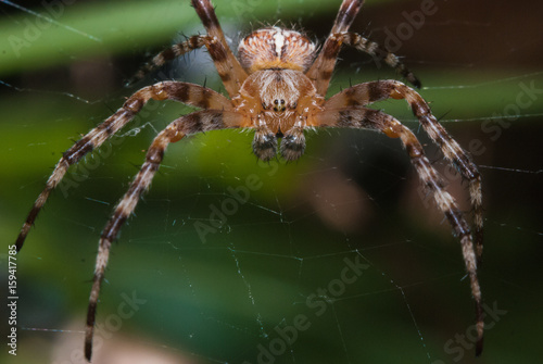 Spider male waiting for the victim close-up, garden-spider on web