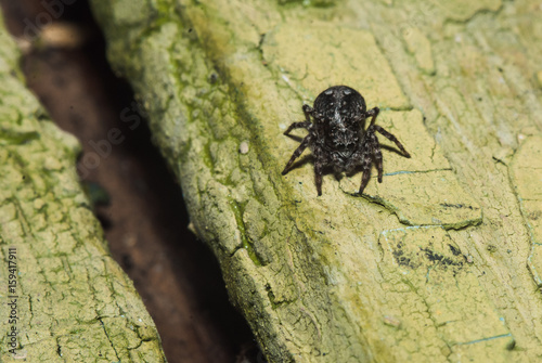 Jumper Spider sitting on old painted wood texture,