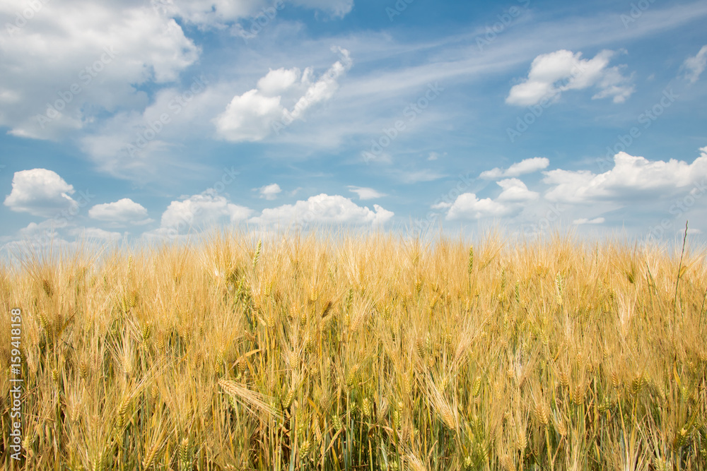 Fields of barley