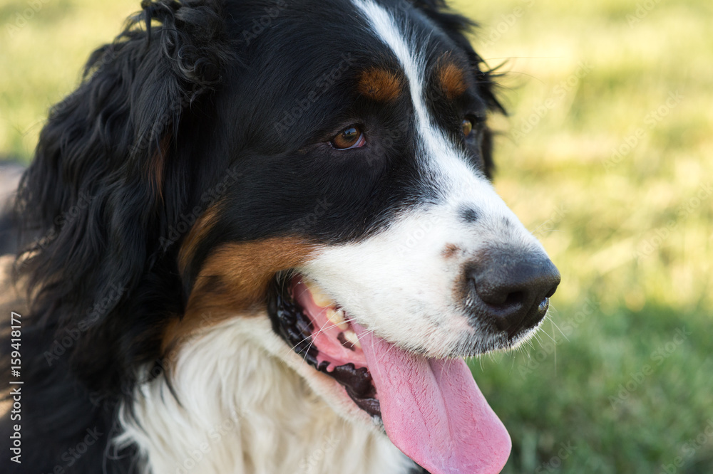 Bernese Mountain Dog portrait