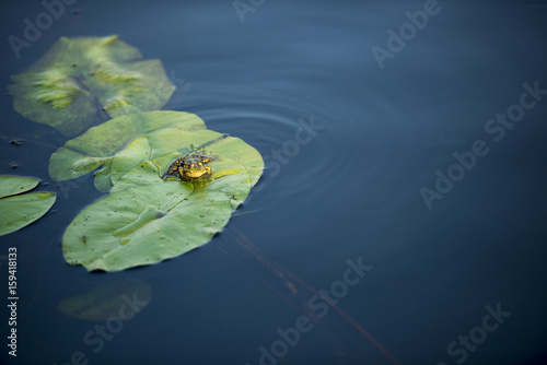 Frog on a waterlily leaf in Danube Delta, Romania, in a summer day photo