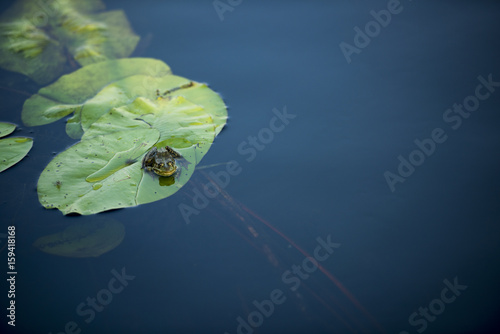 Frog on a waterlily leaf in Danube Delta, Romania, in a summer day photo