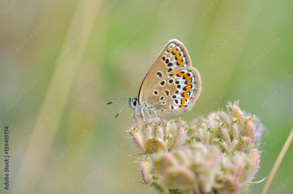 Plebejus argus, Silver Studded Blue butterfly on wild flower with a green background. Small blue butterfly in nature Plebejus argus, Silver Studded Blue butterfly on wild flower with a green background. Small blue butterfly in nature