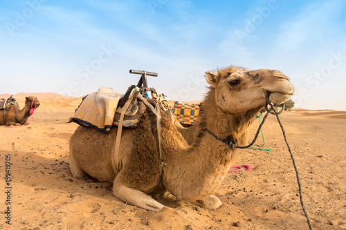 Two camels sitting in the sand of the Sahara desert in Morocco waiting for tourists.