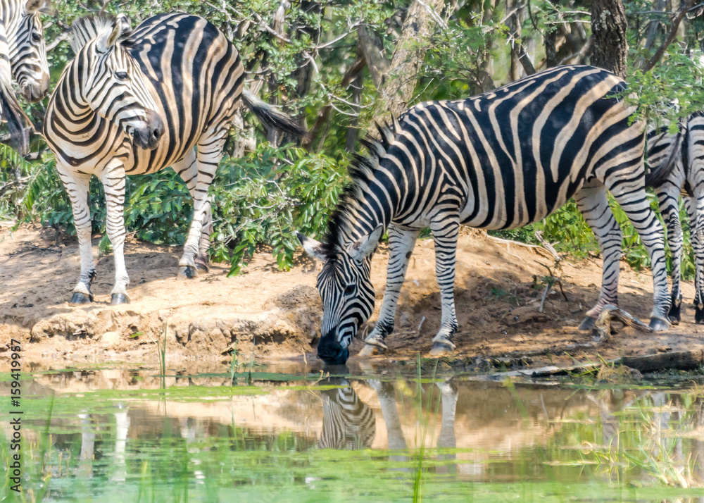 Zebra drinking