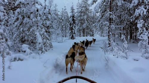 Riding husky sledge in Lapland landscape photo