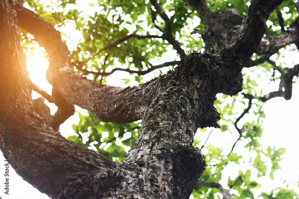 Fototapeta premium Branches with sunlight