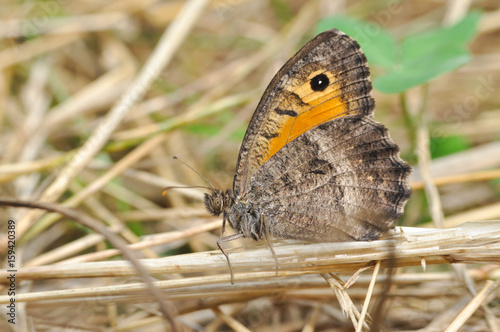 Arethusana arethusa, False Grayling butterfly in the grass. Butterfly in dry grass photo