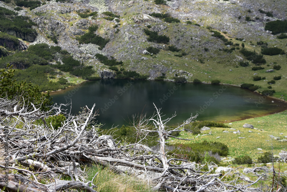 Yonchevo Lake, Rila Mountain, Bulgaria. On the slopes above the lake - bare bones of pine shrubs left after a big mountain fire Yonchevo Lake, Rila Mountain, Bulgaria. On the slopes above the lake - bare bones of pine shrubs left after a big mountain fire