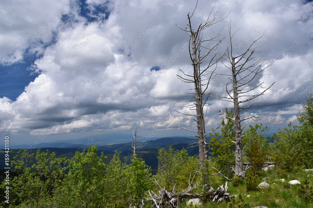 Fototapeta premium Reviving nature. Fir trees’ skeletons left after a big forest fire many years ago in Rila Mountain, Bulgaria. Now new green trees appear at the site of the burnt forest