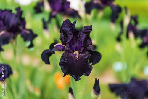 Fototapeta Naklejka Na Ścianę i Meble -  Dark purple Iris flowers in a garden