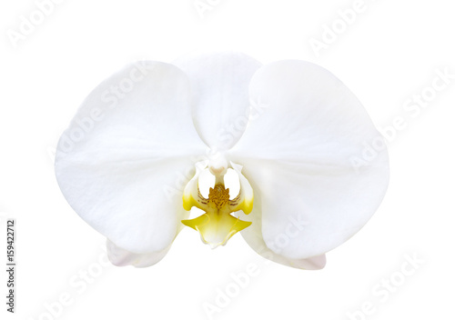 White orchids blossom
