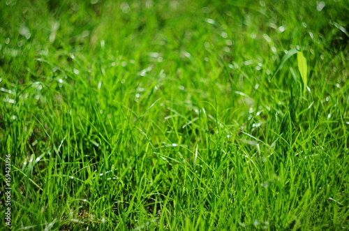 Background of green summer grass, selective focus and bokeh