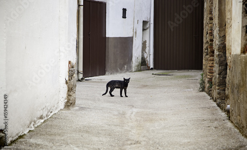Black street cat