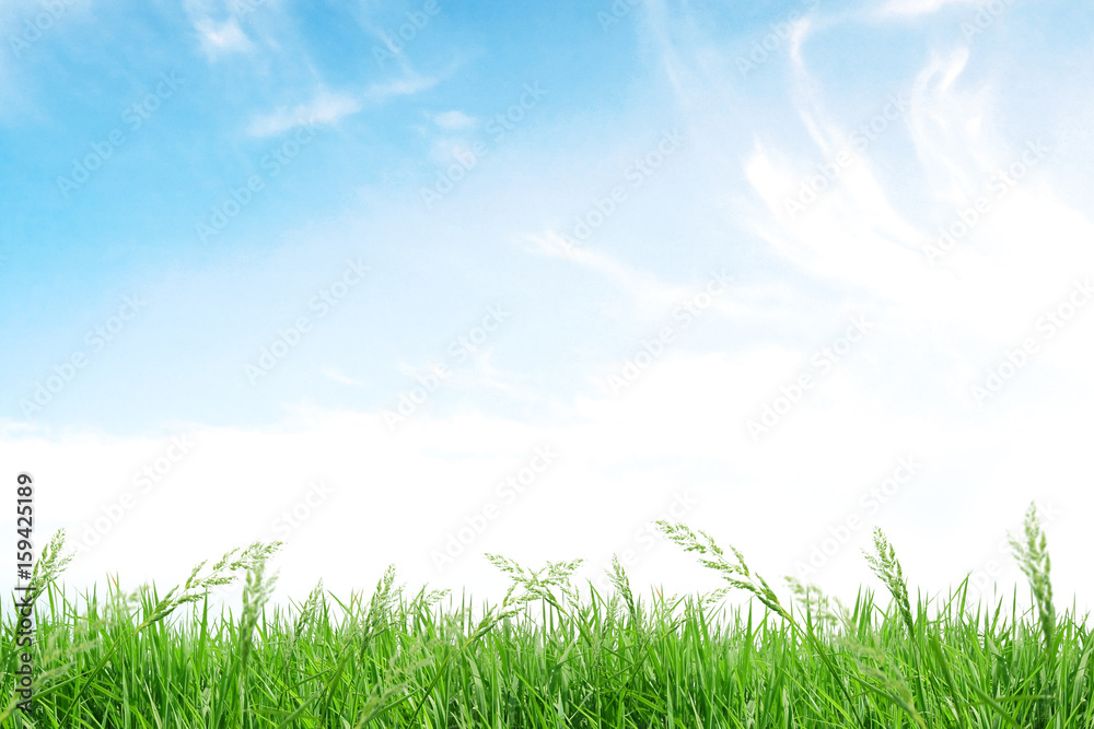isolate grass field on white background with blue sky and cloud isolate grass field on white background with blue sky and cloud