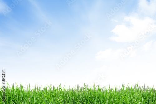 isolate grass field on white background with blue sky and cloud