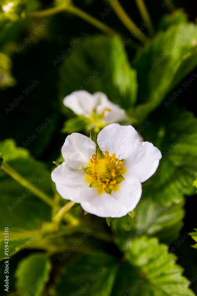 Flowers garden strawberries Flowers garden strawberries