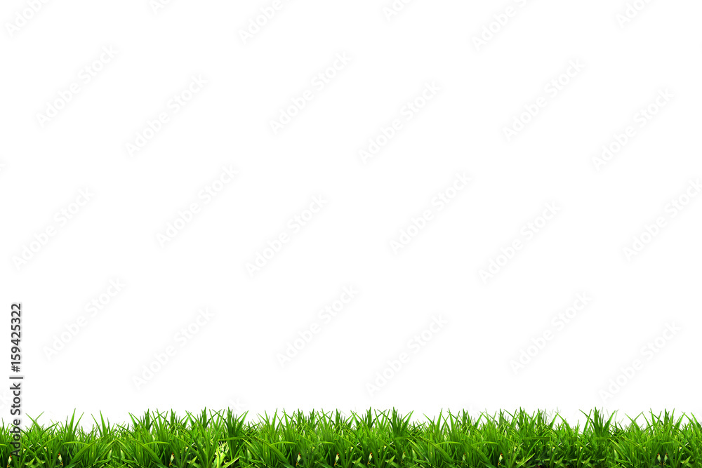 isolate grass field on white background isolate grass field on white background