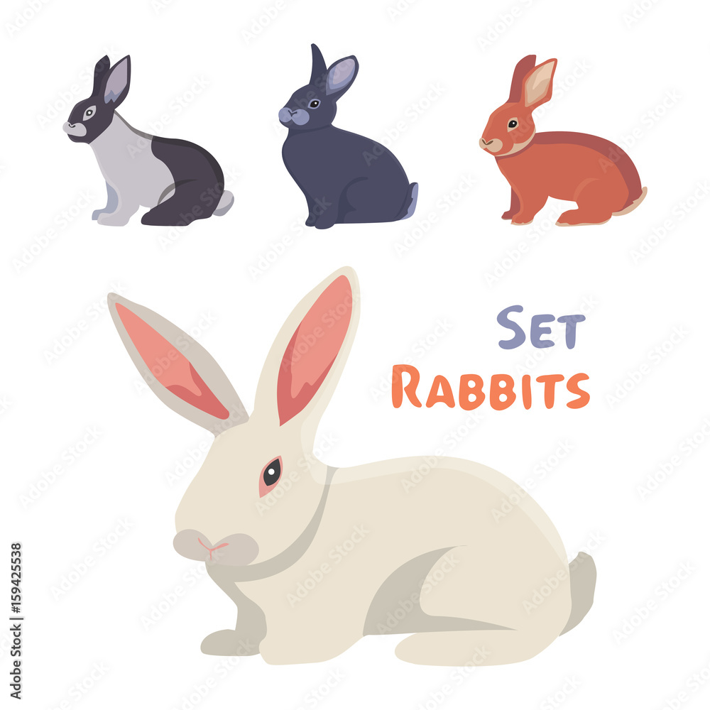 vector illustration of cartoon rabbits different breeds. Fine bunnys for veterinary design.