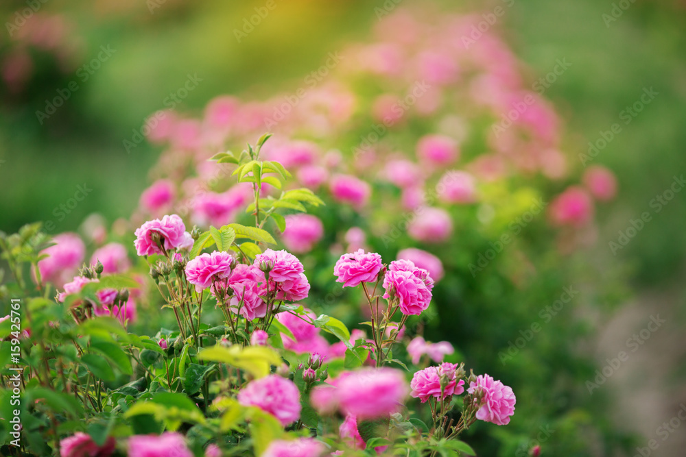 Pink bush of beautiful roses on bright summer day Pink bush of beautiful roses on bright summer day