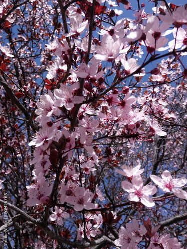 Prunus cerasifera pink flowers. Prunus cerasifera is a species of plum known by the common names cherry plum and myrobalan plum.