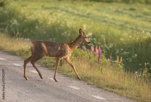 Obraz na płótnie Roe deer (Capreolus capreolus) At the roadside. w salonie