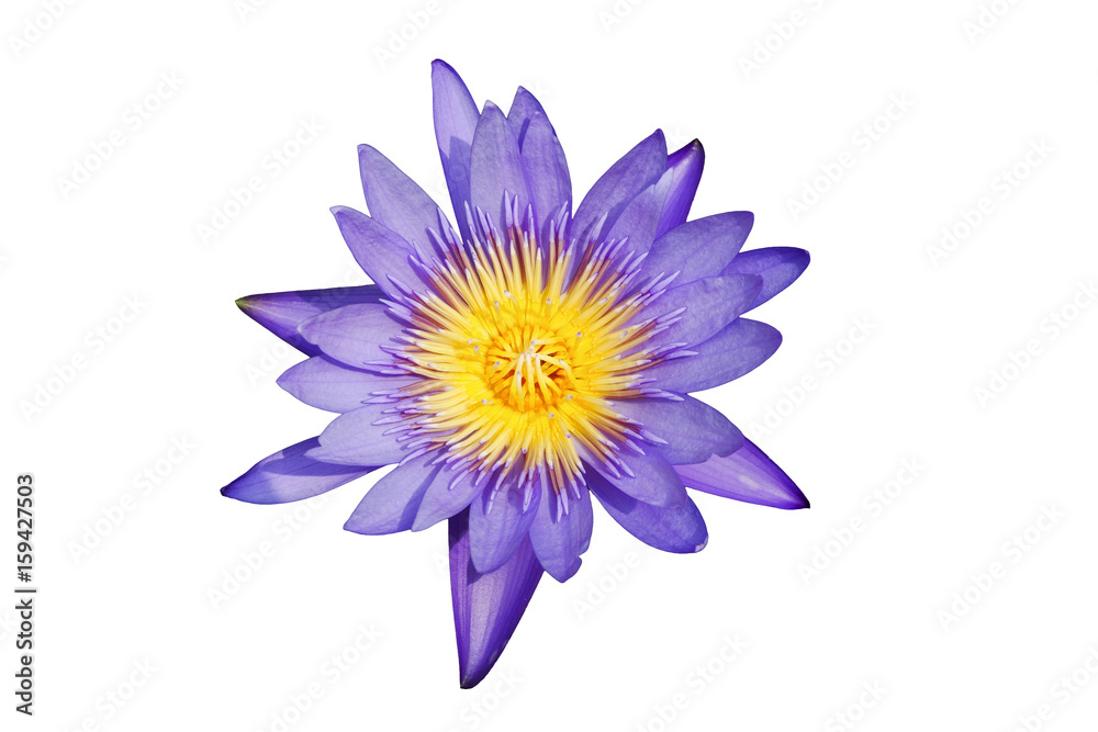 Beautiful purple blooming lotus flower on isolated white background