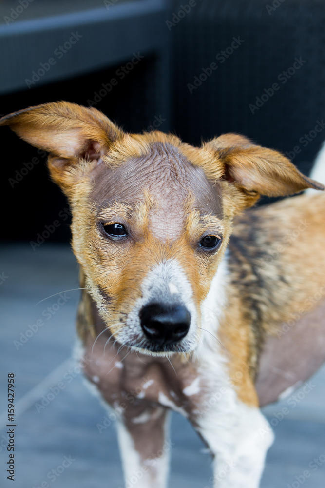 Sad dog with alopecia, no hairs