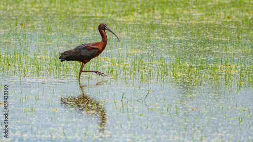 Ibis bird searching for food in rice field photo