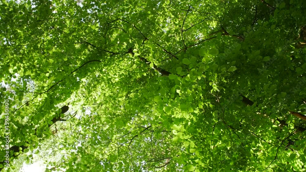 Sunlight makes its way through the leaves of the trees. Solar glare in a dense forest in the spring. Tree with green Leaves and sunlight. Bottom view. Sunlight makes its way through the leaves of the trees. Solar glare in a dense forest in the spring. Tree with green Leaves and sunlight. Bottom view.