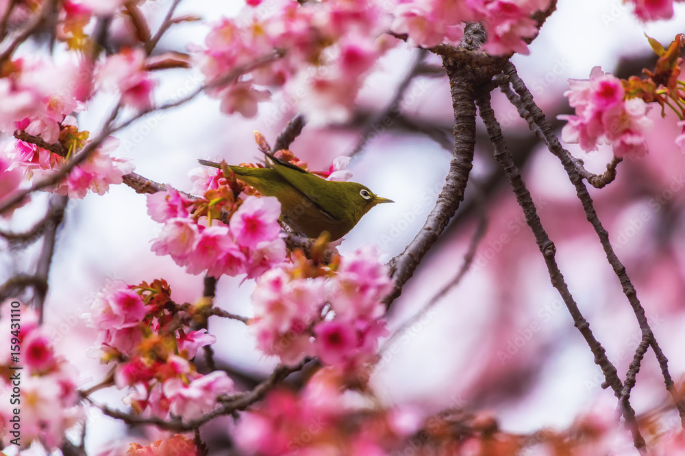 The Japanese White-eye and cherry blossoms. Located in Tokyo Prefecture Japan. The Japanese White-eye and cherry blossoms. Located in Tokyo Prefecture Japan.