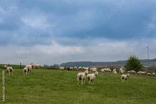 Schafsherde auf grüner Wiese in Bayern