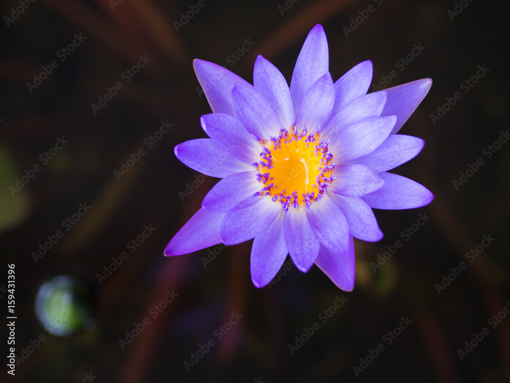 Closeup of beautiful purple lotus in nature. Closeup of beautiful purple lotus in nature.